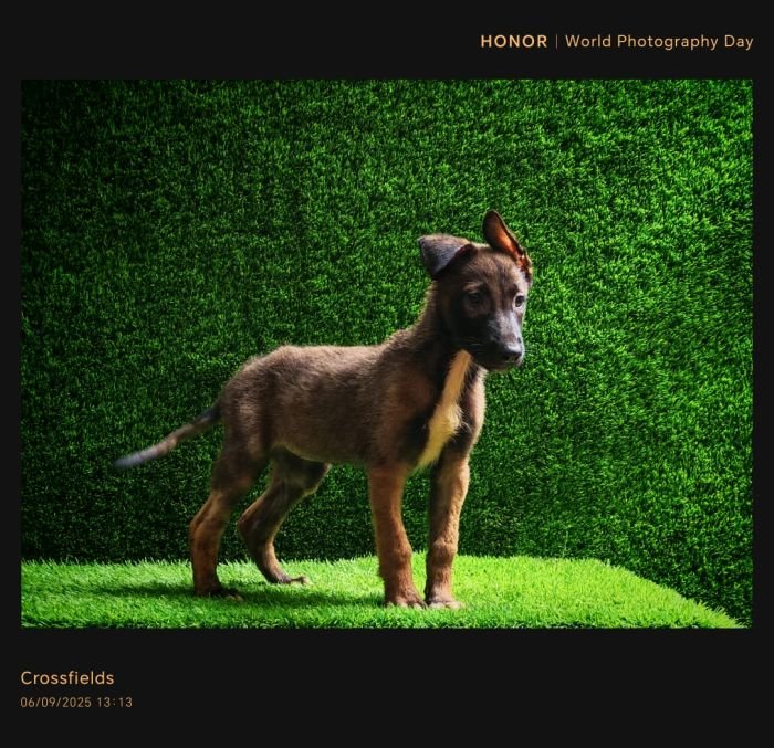 DogsIndia.com  Belgian Malinois  Crossfield's Kennel