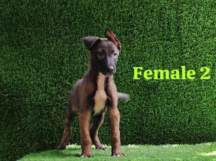 DogsIndia.com  Belgian Malinois  Crossfield's Kennel