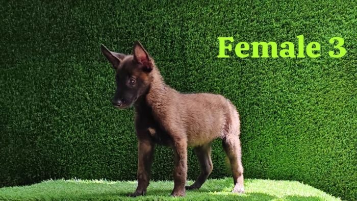 DogsIndia.com  Belgian Malinois  Crossfield's Kennel