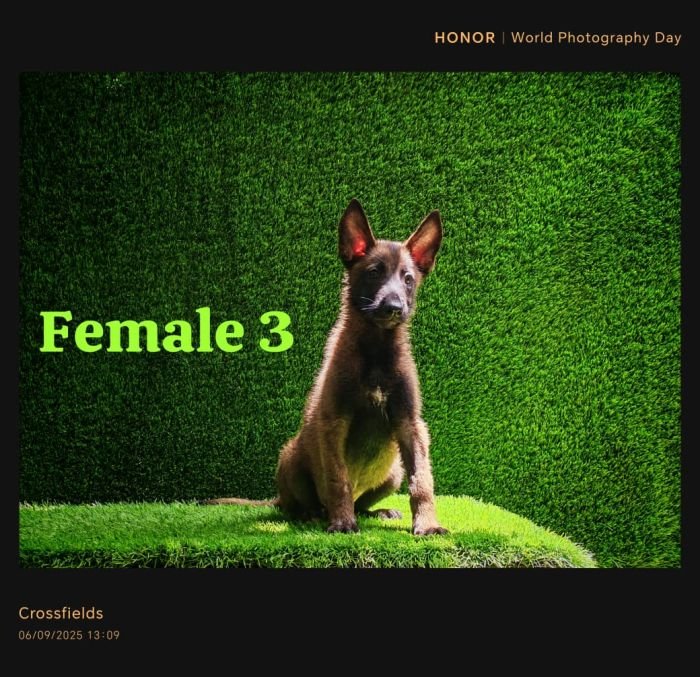 DogsIndia.com  Belgian Malinois  Crossfield's Kennel