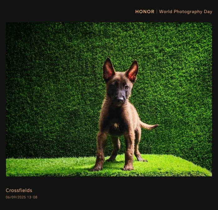 DogsIndia.com  Belgian Malinois  Crossfield's Kennel