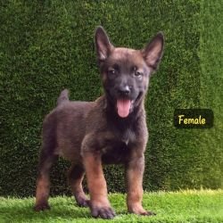 DogsIndia.com  Belgian Malinois  Crossfield's Kennel