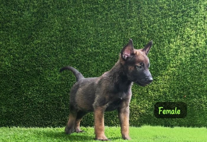 DogsIndia.com  Belgian Malinois  Crossfield's Kennel
