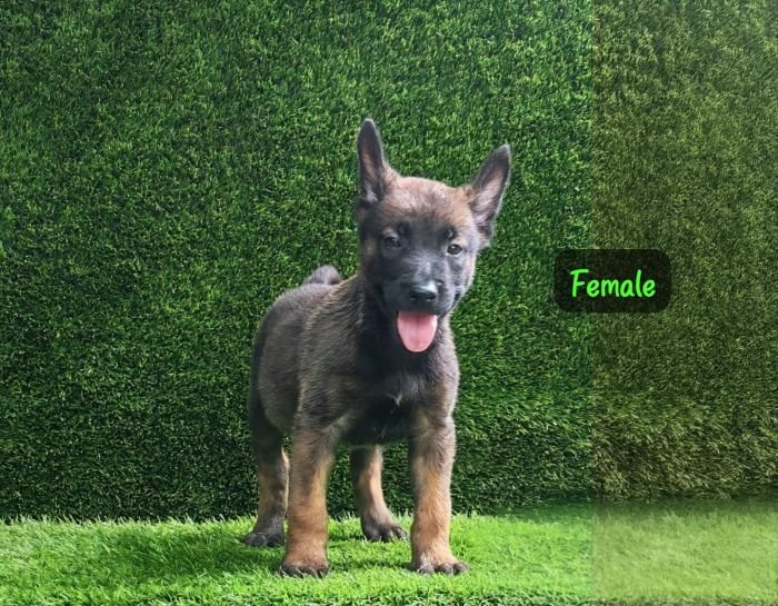 DogsIndia.com  Belgian Malinois  Crossfield's Kennel