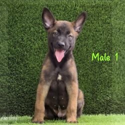 DogsIndia.com  Belgian Malinois  Crossfield's Kennel