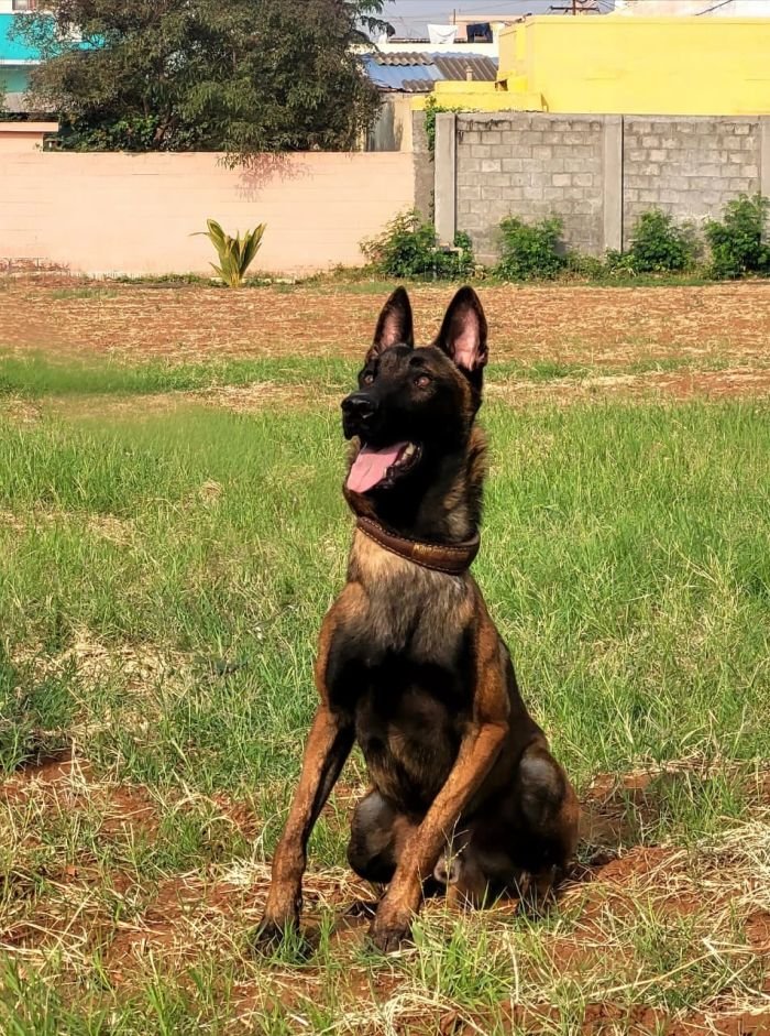 DogsIndia.com  Belgian Malinois  Crossfield's Kennel