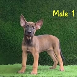 DogsIndia.com  Belgian Malinois  Crossfield's Kennel