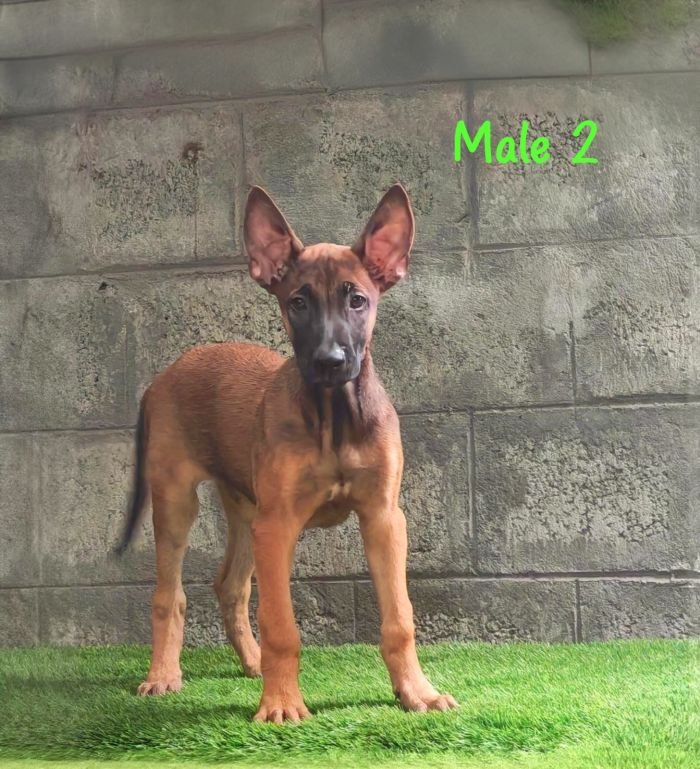DogsIndia.com  Belgian Malinois  Crossfield's Kennel