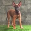 DogsIndia.com  Belgian Malinois  Crossfield's Kennel