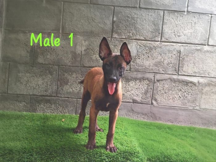 DogsIndia.com  Belgian Malinois  Crossfield's Kennel