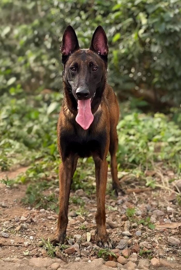 DogsIndia.com  Belgian Malinois  Crossfield's Kennel