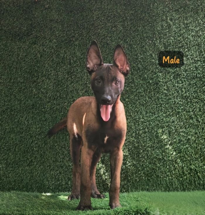 DogsIndia.com  Belgian Malinois  Crossfield's Kennel