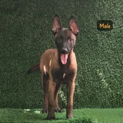 DogsIndia.com  Belgian Malinois  Crossfield's Kennel