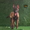 DogsIndia.com  Belgian Malinois  Crossfield's Kennel