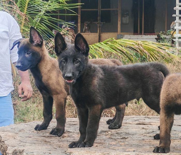 DogsIndia.com  Belgian Malinois  Crossfield's Kennel