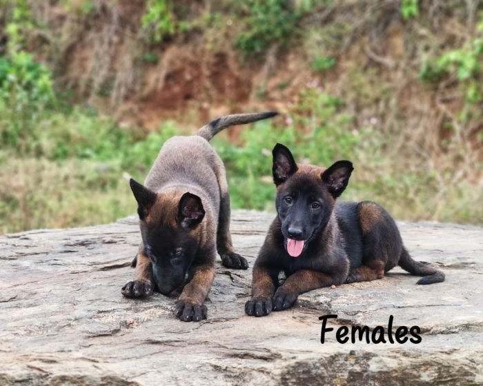 DogsIndia.com  Belgian Malinois  Crossfield's Kennel