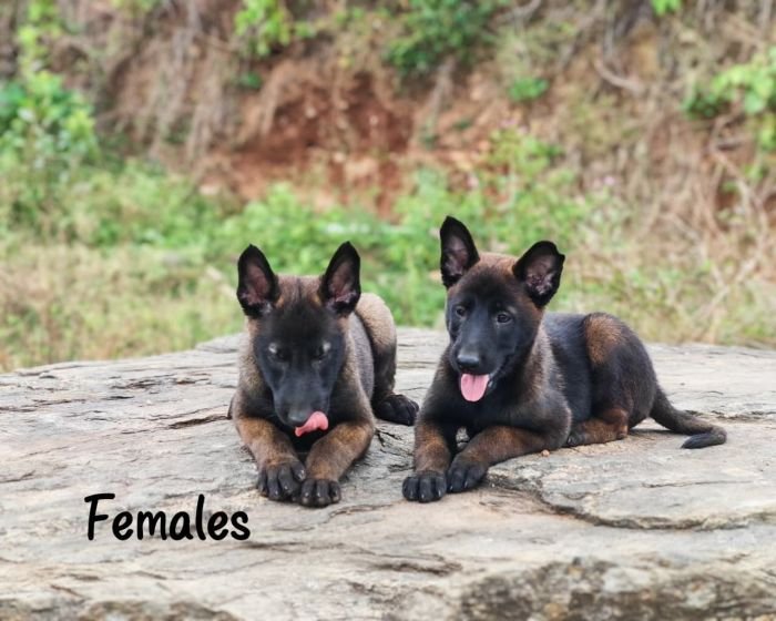 DogsIndia.com  Belgian Malinois  Crossfield's Kennel