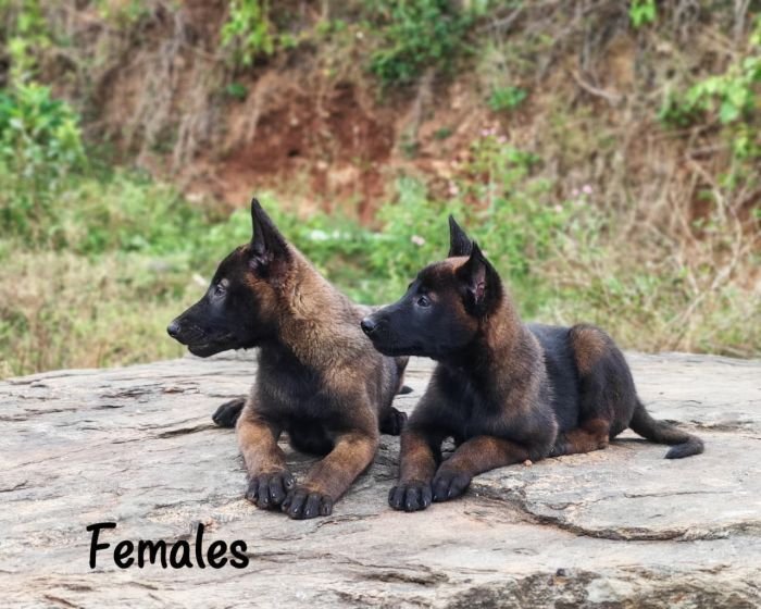 DogsIndia.com  Belgian Malinois  Crossfield's Kennel