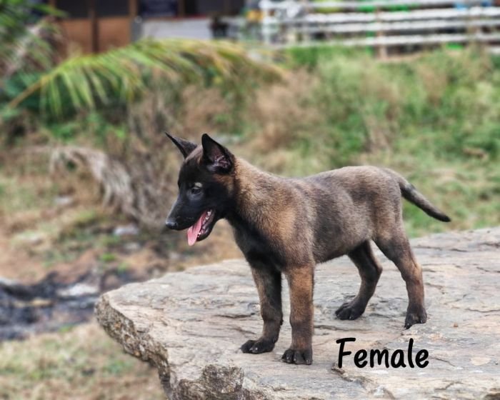 DogsIndia.com  Belgian Malinois  Crossfield's Kennel