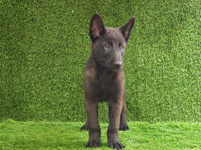 DogsIndia.com  Belgian Malinois  Crossfield's Kennel