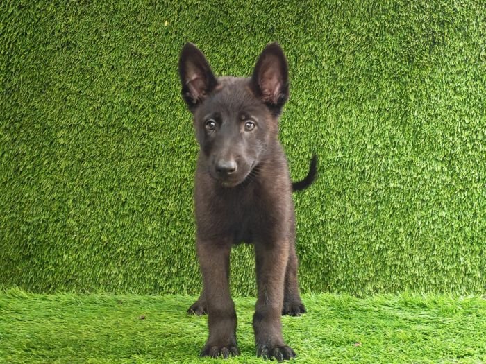 DogsIndia.com  Belgian Malinois  Crossfield's Kennel