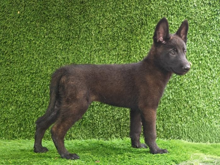 DogsIndia.com  Belgian Malinois  Crossfield's Kennel