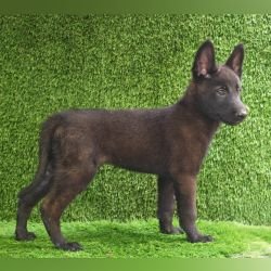 DogsIndia.com  Belgian Malinois  Crossfield's Kennel