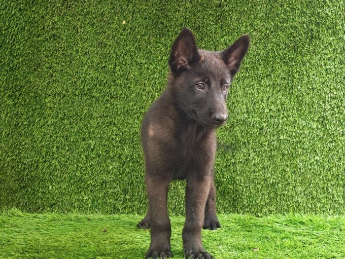 DogsIndia.com  Belgian Malinois  Crossfield's Kennel