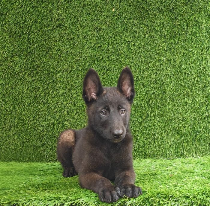 DogsIndia.com  Belgian Malinois  Crossfield's Kennel