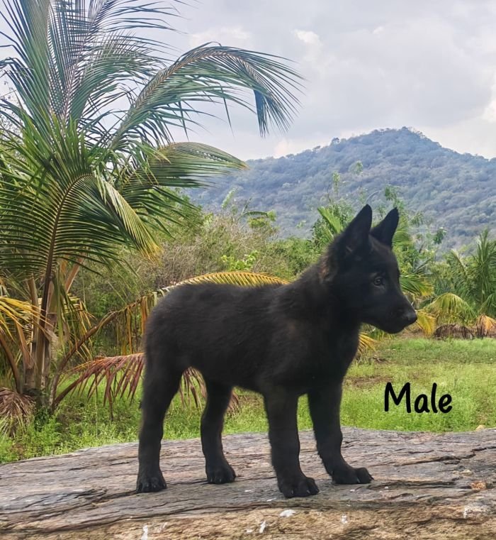 DogsIndia.com  Belgian Malinois  Crossfield's Kennel