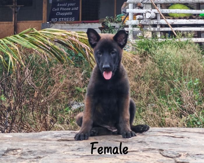 DogsIndia.com  Belgian Malinois  Crossfield's Kennel