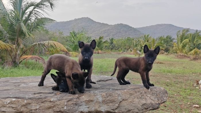 DogsIndia.com  Belgian Malinois  Crossfield's Kennel
