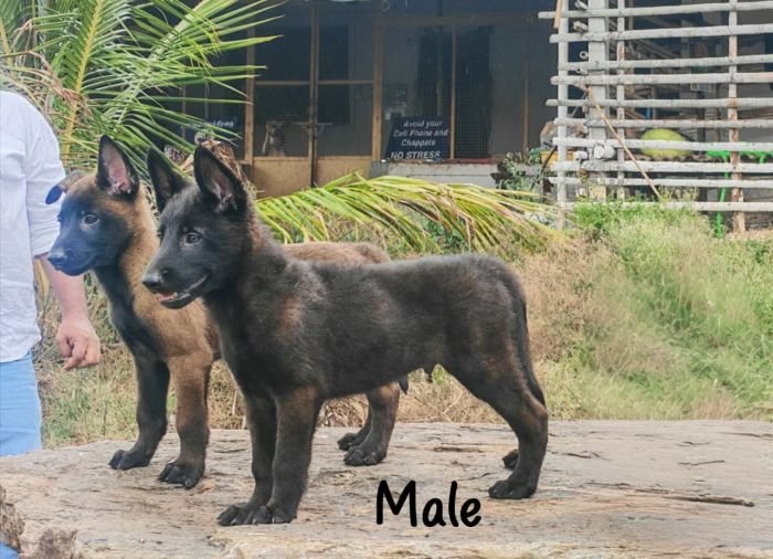 DogsIndia.com  Belgian Malinois  Crossfield's Kennel