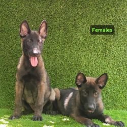 DogsIndia.com  Belgian Malinois  Crossfield's Kennel