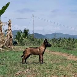 DogsIndia.com Belgian Malinois Crossfield's Kennel