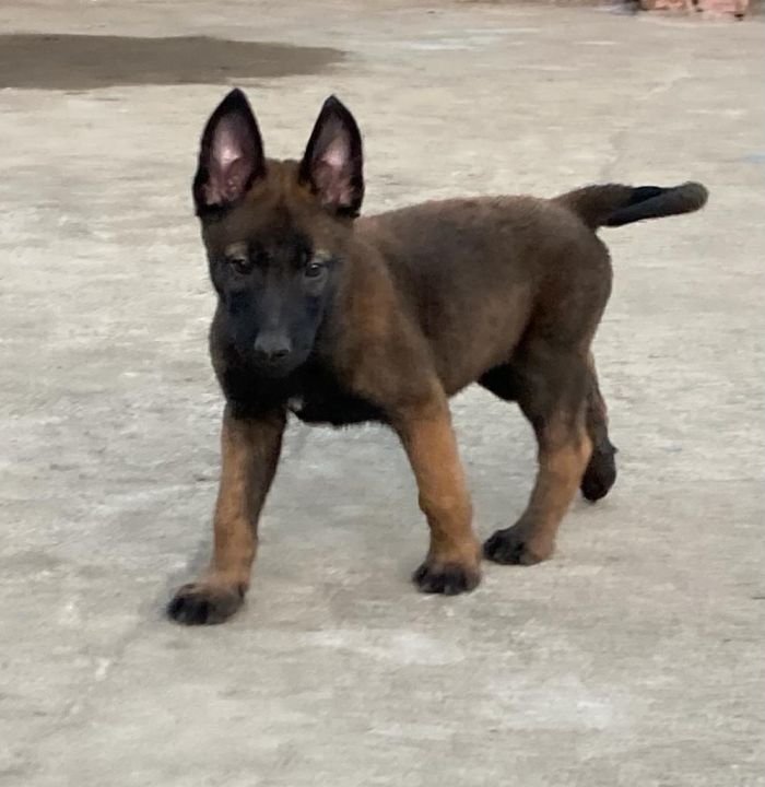 DogsIndia.com - Belgian Malinois - Lathika Kennels