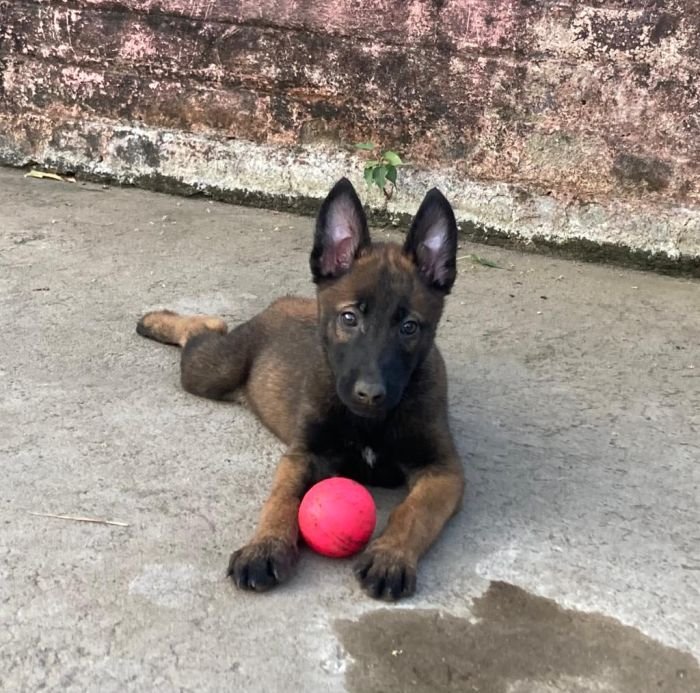 DogsIndia.com - Belgian Malinois - Lathika Kennels