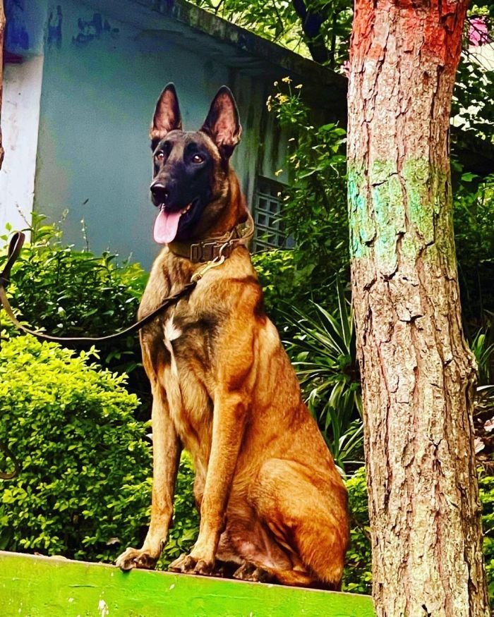 DogsIndia.com - Belgian Malinois - Lathika Kennels