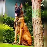 DogsIndia.com - Belgian Malinois - Lathika Kennels