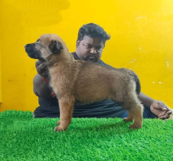 DogsIndia.com - Belgian Malinois - Lathika Kennels