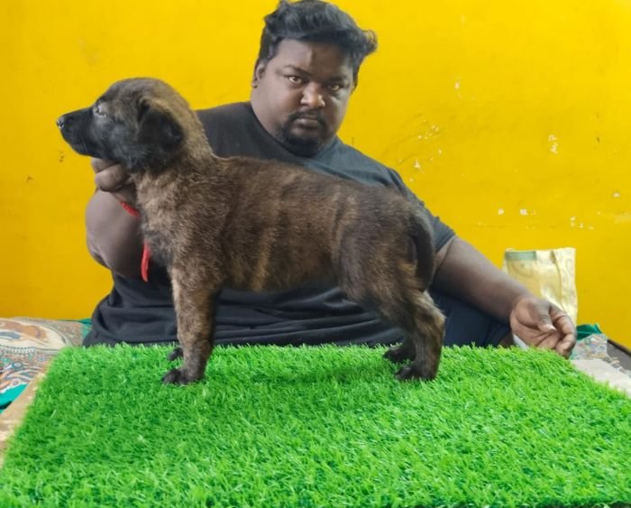 DogsIndia.com - Belgian Malinois - Lathika Kennels