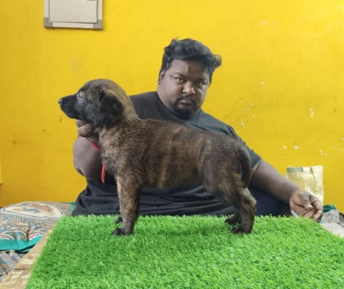 DogsIndia.com - Belgian Malinois - Lathika Kennels