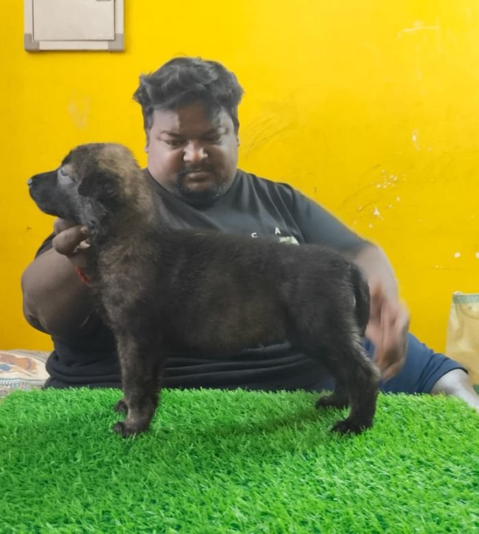 DogsIndia.com - Belgian Malinois - Lathika Kennels