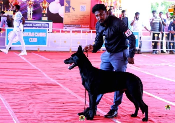 DogsIndia.com - Belgian Malinois - Lathika Kennel