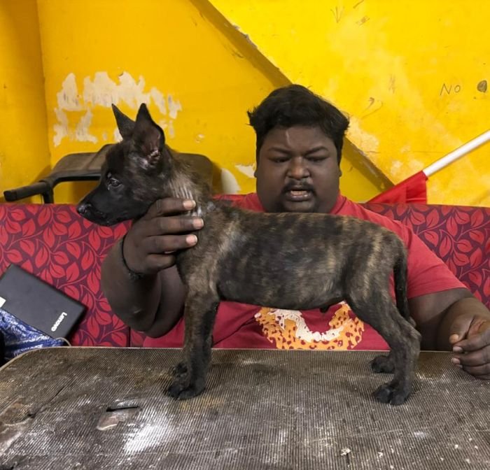 DogsIndia.com - Belgian Malinois - Lathika Kennel