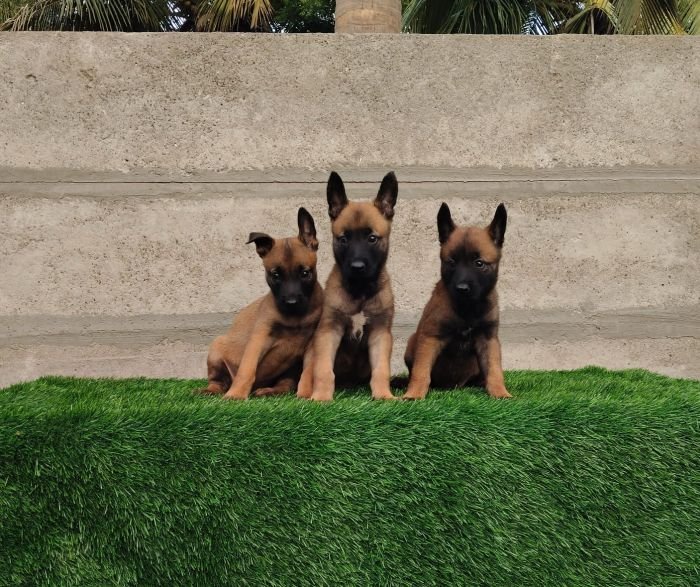 DogsIndia.com - Belgian Malinois- Arvind 
