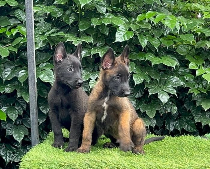 DogsIndia.com - Belgian Malinois - Mahesh