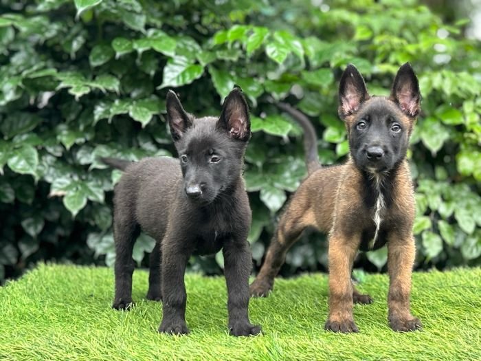 DogsIndia.com - Belgian Malinois - Mahesh