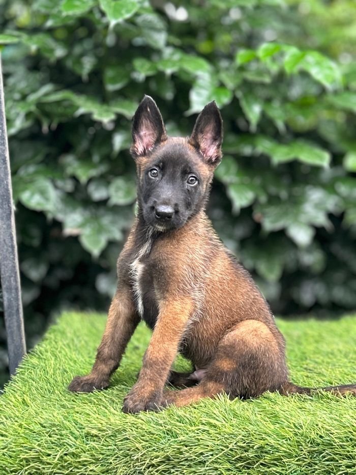 DogsIndia.com - Belgian Malinois - Mahesh