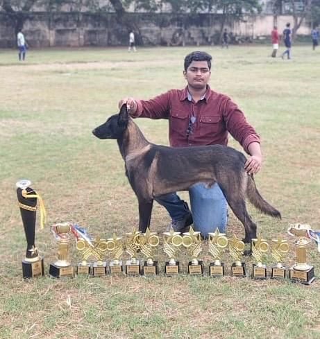 DogsIndia.com - Belgian Malinois - Mahesh